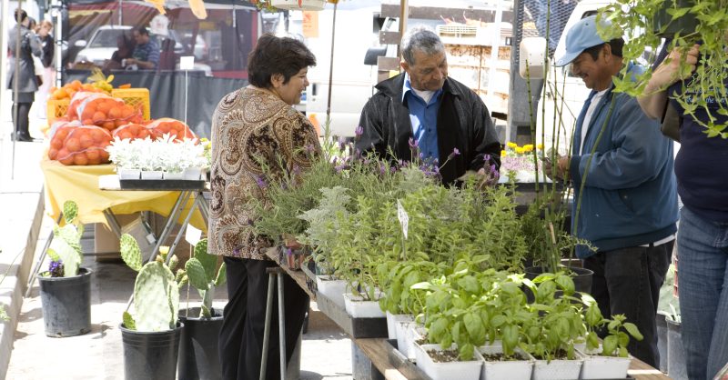 The vibrant Downtown Oxnard Farmers Market in action at Plaza Park.