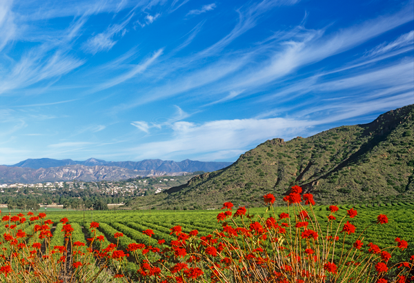 Explore the fascinating facts that make Camarillo a safe and vibrant community.
