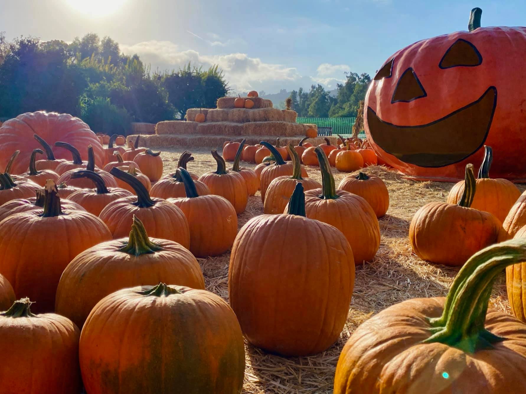 Seasonal fall attractions in Camarillo: pumpkins, festive decor, and family-friendly fun.